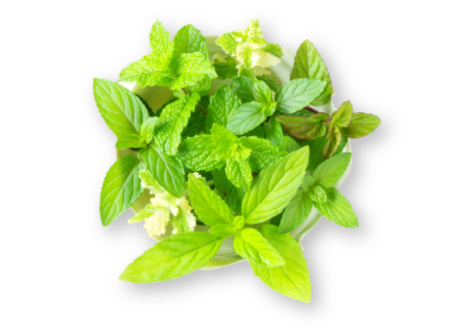 イメージ:未来のいちご